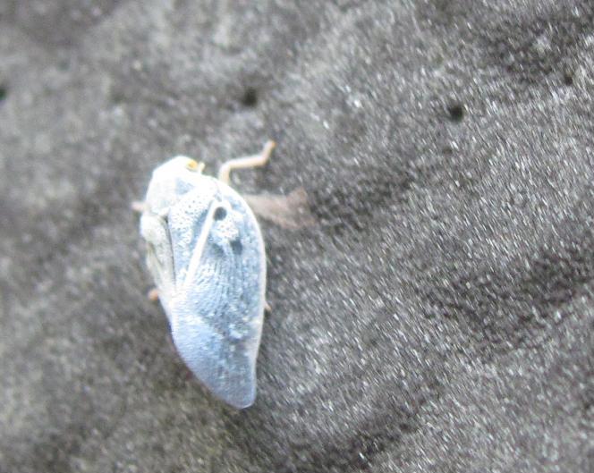 Metcalfa pruinosa dal biellese - Piemonte